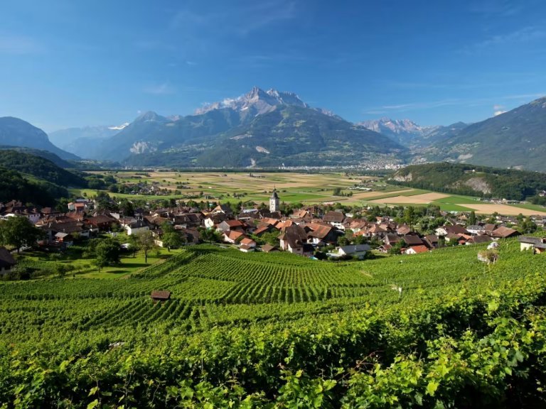 Ollon_-_vignoble